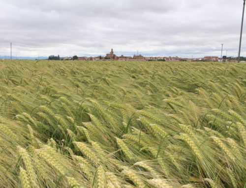 Las empresas de ACCOE mantienen la actividad durante la crisis del COVID-19, pero anticipan un año duro para el sector