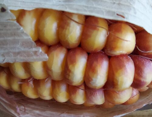 Es necesario poner en valor a los operadores tradicionales en la cadena del cereal en España