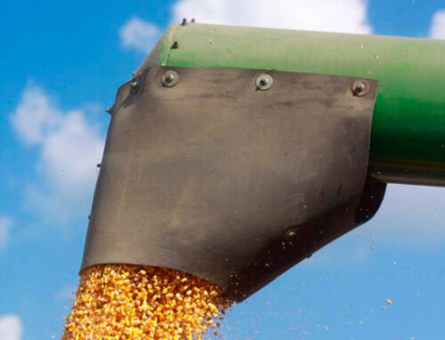 Los operadores de cereal creen que la situación actual sigue empujando el mercado hacia abajo pero por poco tiempo, sobre todo en el trigo